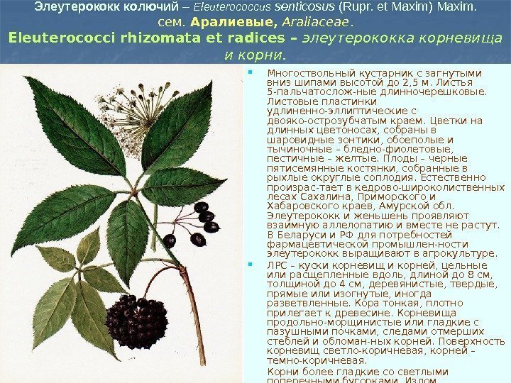 Элеутерококк колючий – Eleuterococcus senticosus (Rupr. et Maxim) Maxim. сем.  Аралиевые,  Araliaceae.