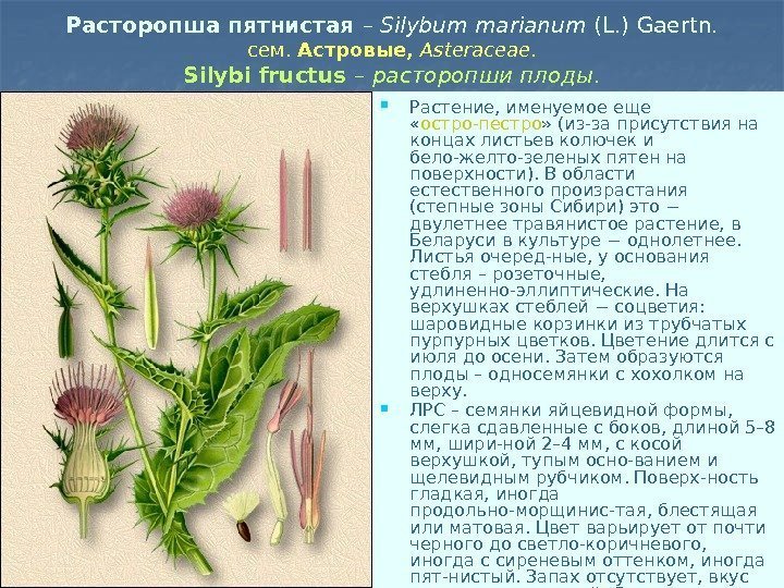 Расторопша пятнистая – Silybum marianum (L. ) Gaertn. сем.  Астровые,  Asteraceae. Silybi