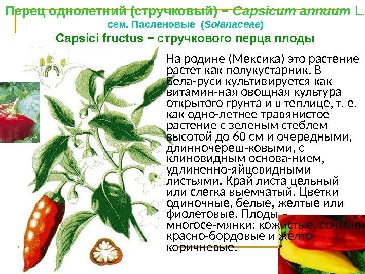 Перец однолетний (стручковый) − Сарsiсum аnnuum L. сем. Пасленовые ( Solanaceae ) Сарsiсi fructus