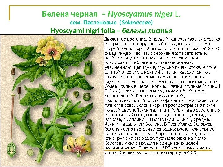 Белена черная − Нуоsсуаmus nigеr L. сем. Пасленовые ( Solanaceae ) Нуоsсуаmi nigri foliа