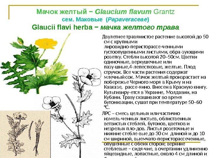 Мачок желтый − Glaucium flavum Grantz сем. Маковые ( Рараvеrасеае ) Glaucii flavi herba