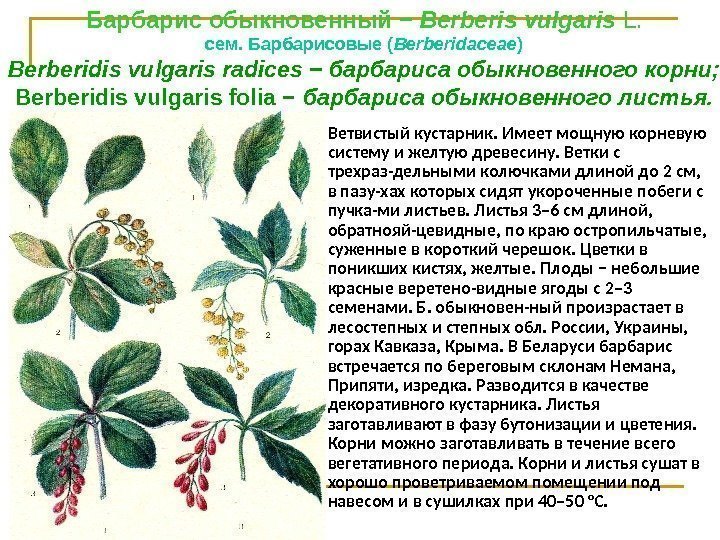 Барбарис обыкновенный − Berberis vulgaris L. cем. Барбарисовые ( Веrbеridасеае ) Berberidis vulgaris radices