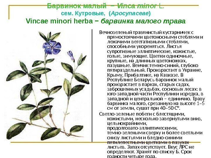 Барвинок малый − Vinса minor L. сем. Кутровые,  ( Apocynaceae ) Vinсае minori