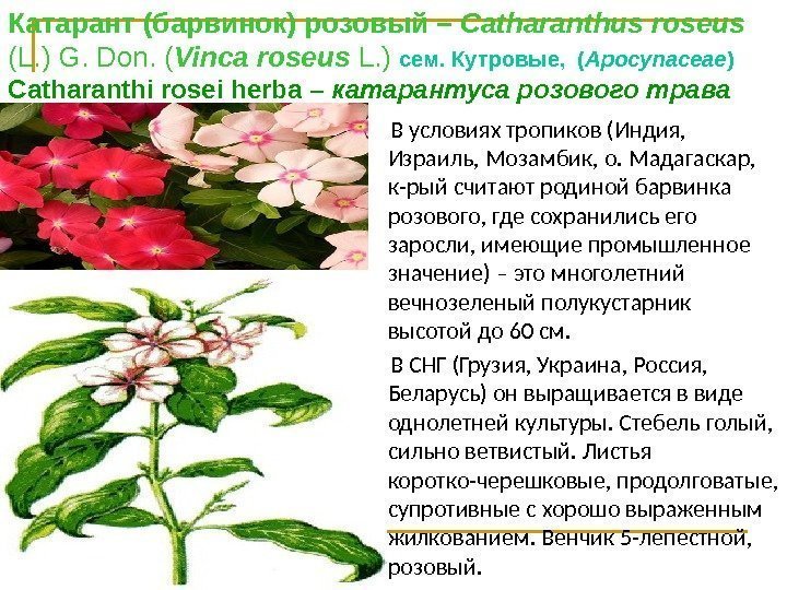 Катарант (барвинок) розовый – Catharanthus roseus  (L. ) G. Don. ( Vinса roseus