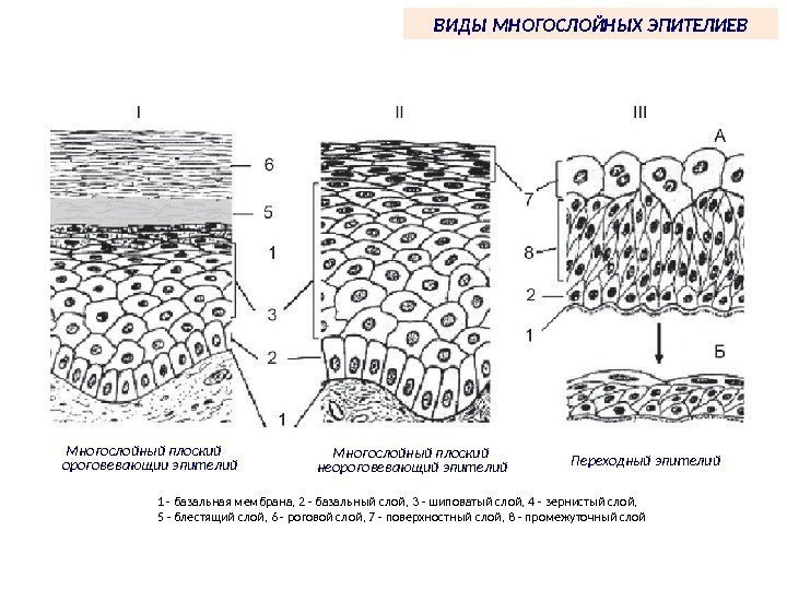 ВИДЫ МНОГОСЛОЙНЫХ ЭПИТЕЛИЕВ 1 - базальная мембрана, 2 - базальный слой, 3 - шиповатый