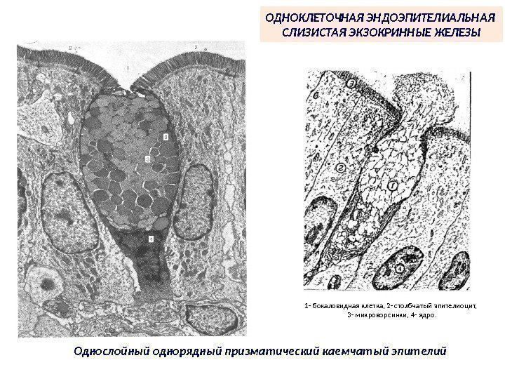 1 - бокаловидная клетка, 2 - столбчатый эпителиоцит,  3 - микроворсинки, 4 -