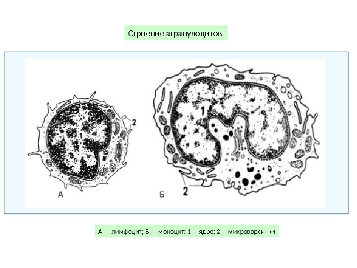 Строение агранулоцитов А — лимфоцит; Б — моноцит: 1 —ядро; 2 —микроворсинки 