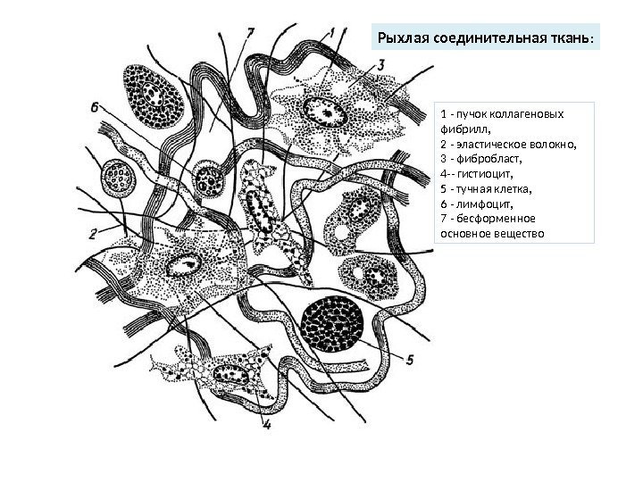 Рыхлая соединительная ткань : 1 - пучок коллагеновых фибрилл,  2 - эластическое волокно,
