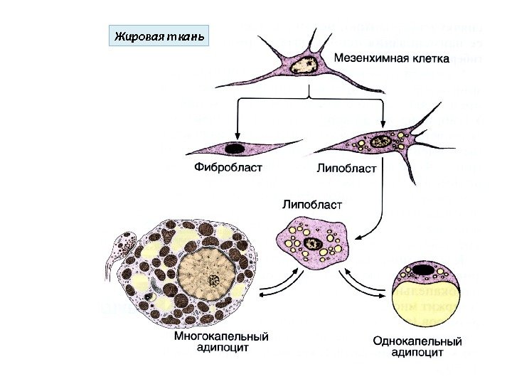 Жировая ткань 