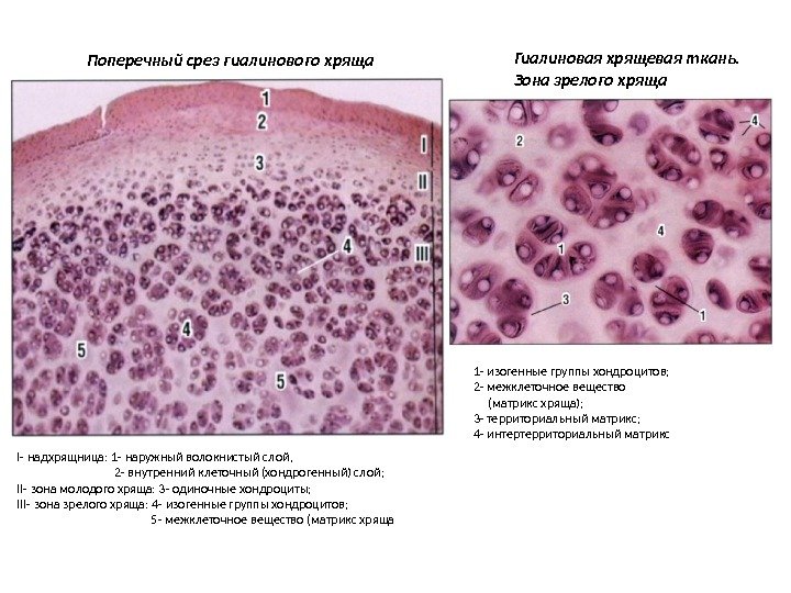 I- надхрящница: 1 - наружный волокнистый слой,   2 - внутренний клеточный (хондрогенный)