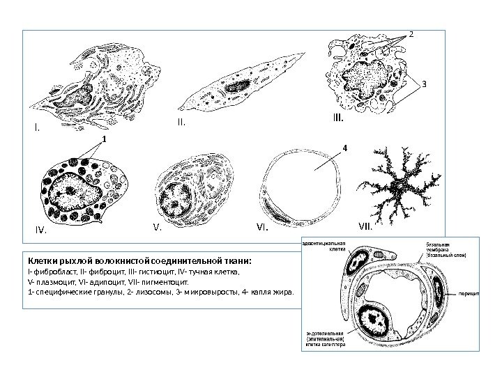 Клетки рыхлой волокнистой соединительной ткани: I- фибробласт, II- фиброцит, III- гистиоцит, IV- тучная клетка,