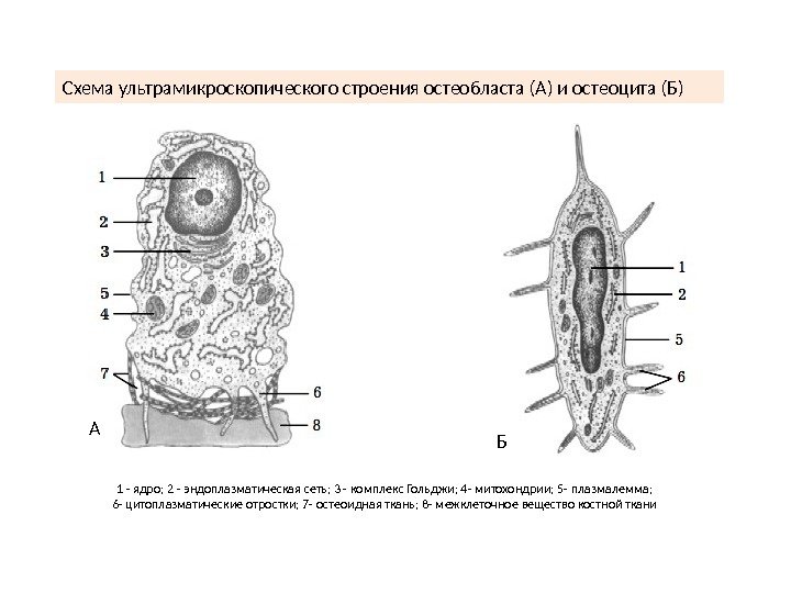 Схема ультрамикроскопического строения остеобласта (А) и остеоцита (Б) 1 - ядро; 2 - эндоплазматическая