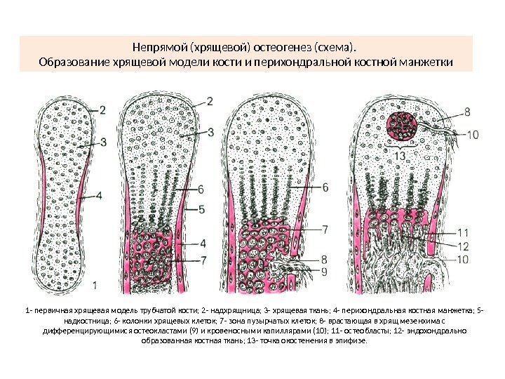 1 - первичная хрящевая модель трубчатой кости; 2 - надхрящница; 3 - хрящевая ткань;