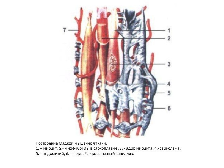 Построение гладкой мышечной ткани. 1. – миоцит ,  2. - миофибрилы в саркоплазме