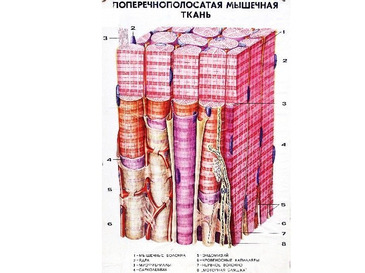 Поперечнополосатая скелетная мышечная ткань особенности строения. Строение поперечно полосатой мышечной ткани. Поперечнополосатая мышечная ткань строение. Поперечно полосатая мышечная ткань структура. Поперечно Скелетная мышечная ткань.