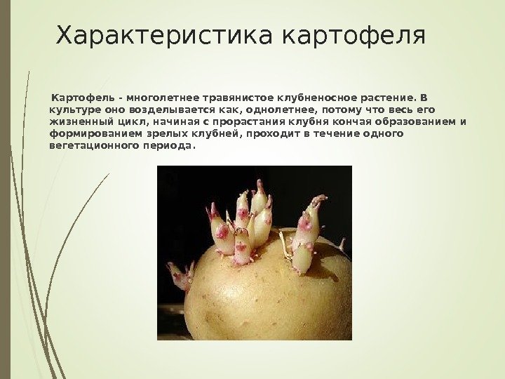 Характеристика картофеля  Картофель - многолетнее травянистое клубненосное растение. В культуре оно возделывается как,
