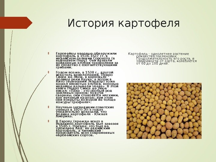 История картофеля Европейцы впервые обнаружили картофель в 1536 -1537 гг. в индейском селении Сорокота
