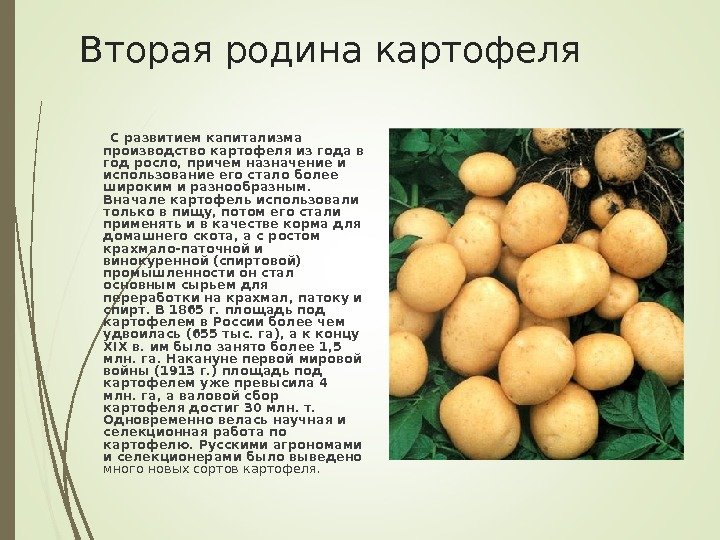 Вторая родина картофеля   С развитием капитализма производство картофеля из года в год