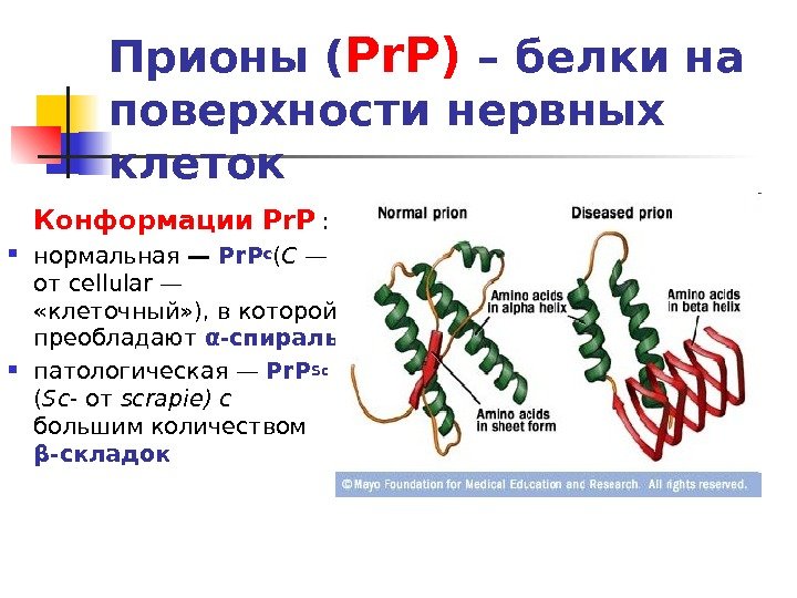 Прионы ( Pr. P) – белки на поверхности нервных клеток Конформации Pr. P :