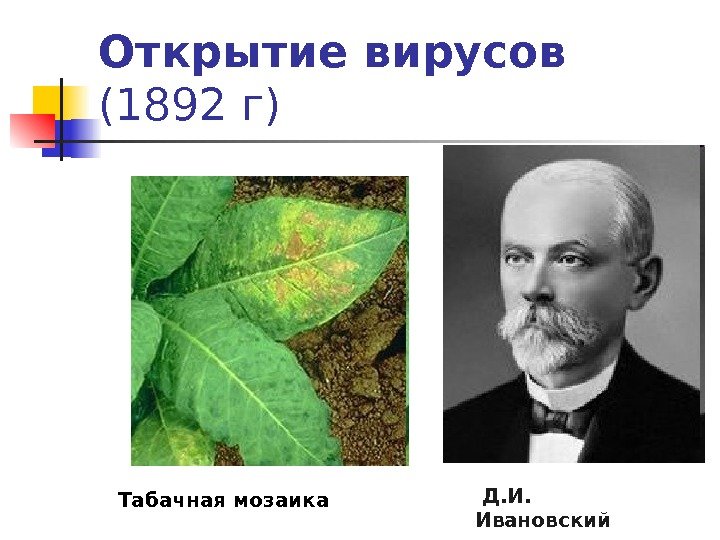 Открытие вирусов  (1892 г)  Д. И.  Ивановский. Табачная мозаика 