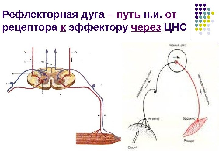 Фото рефлекторной дуги