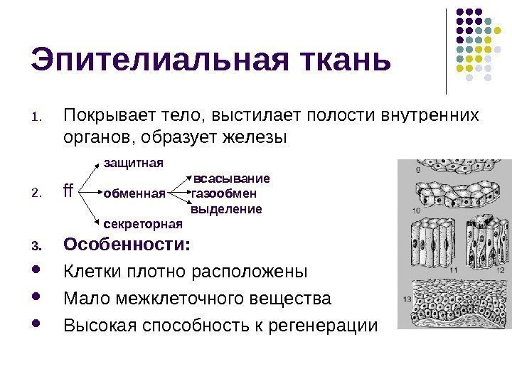 Эпителиальная секреторная ткань образует