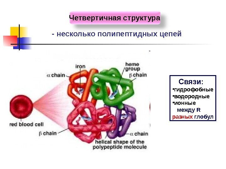   Четвертичная структура - несколько полипептидных цепей Связи:  • гидрофобные • водородные