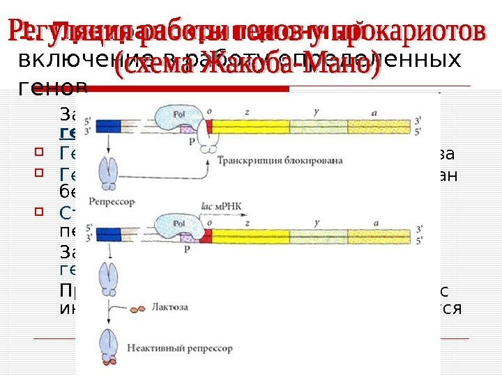 1. Претранскрипционный - включение в работу определенных генов За синтез белков отвечает система генов