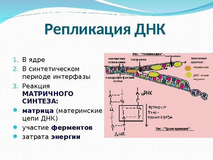 Процессы с участием днк