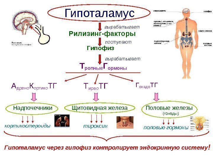   Гипоталамус через гипофиз контролирует эндокринную систему !половые гормонытироксинкортикостероиды (гонады)Половые железы. Щитовидная железа.