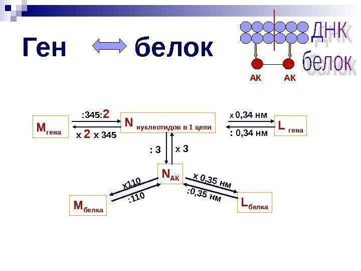   Ген   белок N  нуклеотидов в 1 цепи N АК