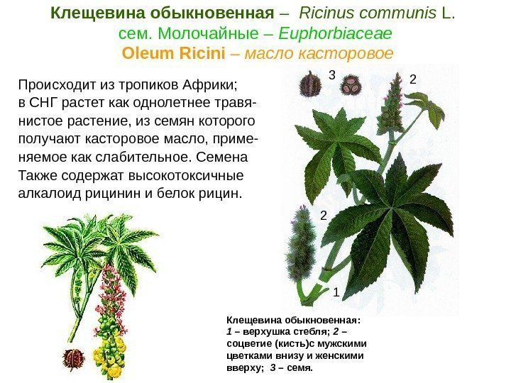Клещевина обыкновенная –  Ricinus communis L.  cем. Молочайные – Euphorbiaceae  Oleum