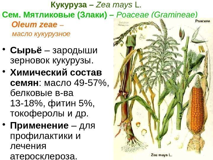        Кукуруза – Zea mays L. Сем. Мятликовые