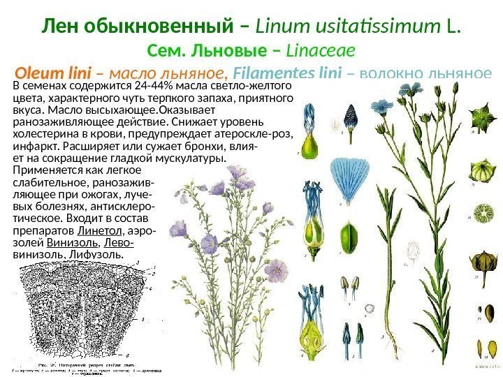 Лен обыкновенный – Linum usitatissimum  L. Cем. Льновые – Linaceae  Oleum lini