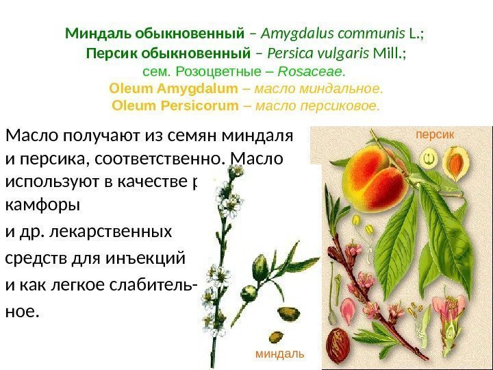 Миндаль обыкновенный – Amygdalus communis L. ;  Персик обыкновенный – Persica vulgaris Mill.