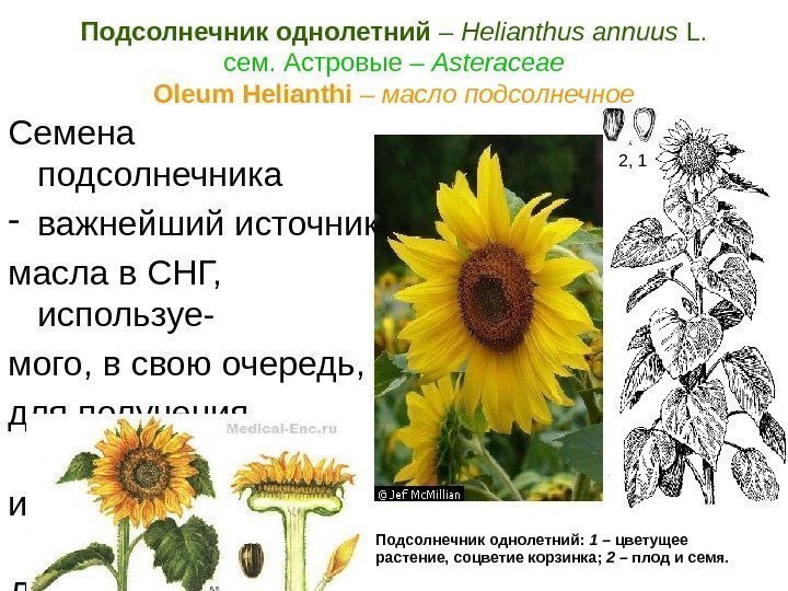 Подсолнечник однолетний –  Helianthus annuus L.  cем. Астровые – Asteraceae  Oleum