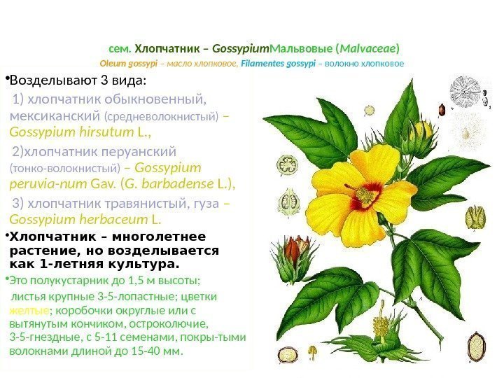  сем.  Хлопчатник – Gossypium Мальвовые ( Malvaceae ) Oleum gossypi – масло