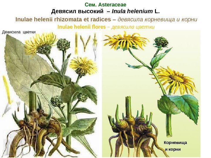 Сем. Asteraceae Девясил высокий – Inula helenium L.  Inulae helenii rhizomata et radices