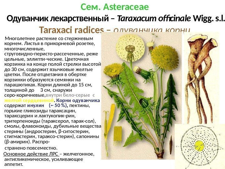 Сем. Asteraceae Одуванчик лекарственный – Taraхacum officinale Wigg. s. l. Taraxaci radices – одуванчика