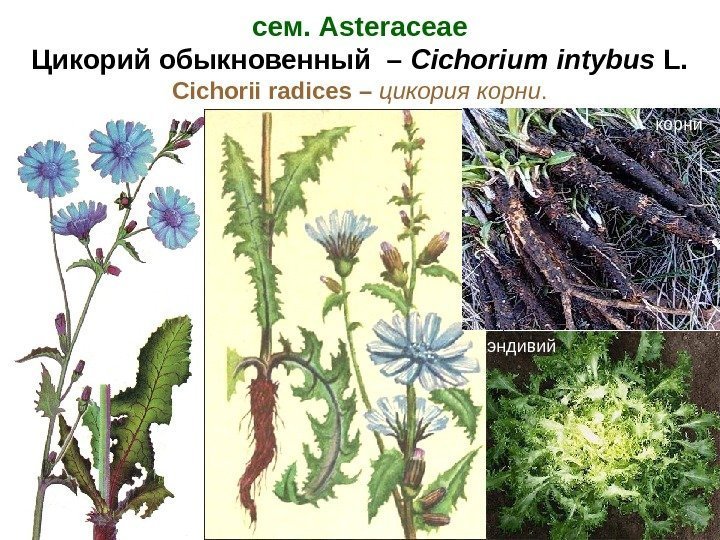 cем. Asteraceae Цикорий обыкновенный – Cichorium intybus L. Cichorii radices  – цикория 