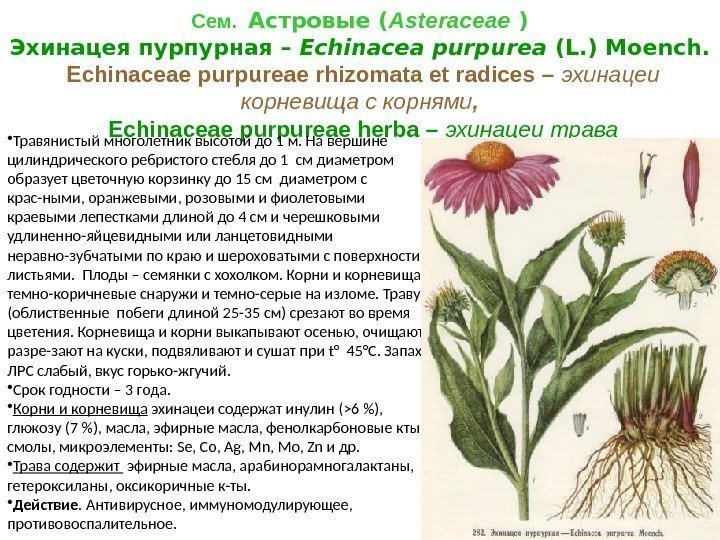 Сем.  Астровые ( Asteraceae ) Эхинацея пурпурная – Echinacea purpurea (L. ) Moench.