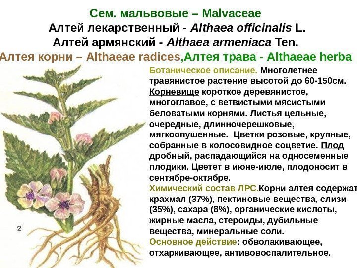 Сем. мальвовые – Malvaceae  Алтей лекарственный - Althaea officinalis L. Алтей армянский -