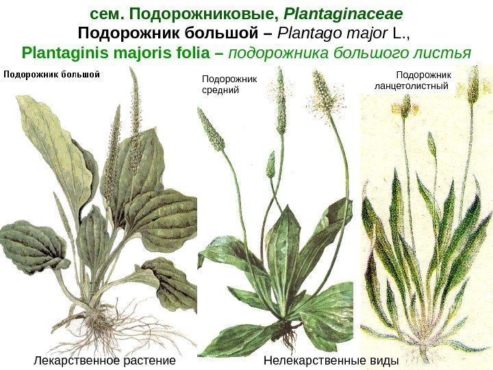 сем. Подорожниковые,  Plantaginaceae Подорожник большой – Plantago major  L. ,  Plantaginis