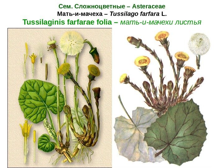 Сем. Сложноцветные – Asteraceae Мать-и-мачеха – Tussilago farfara L. Tussilaginis farfarae folia – мать-и-мачехи