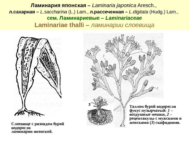 Ламинария японская – Laminaria japonica Aresch. ,  л. сахарная – L. saccharina (L.