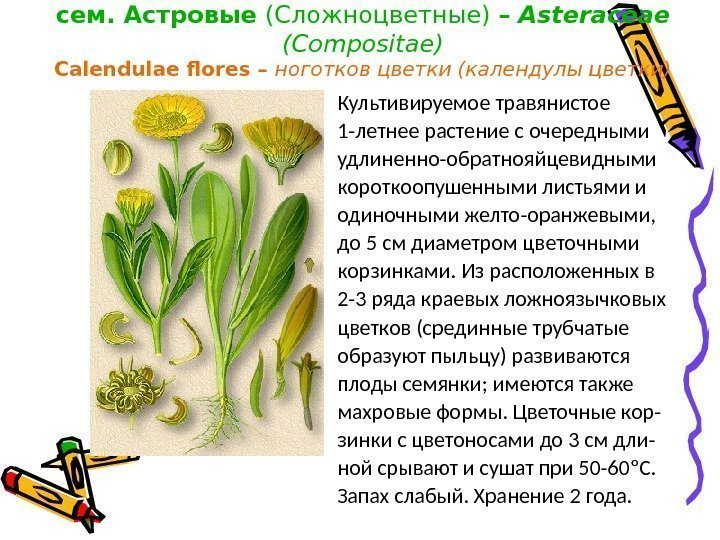 Ноготки (календула) лекарственные – Calendula officinalis L. ,  сем. Астровые (Сложноцветные) – 