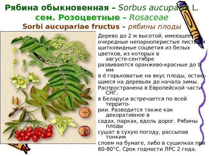 Рябина обыкновенная  –  Sorbus aucuparia L. сем. Розоцветные  –  Rosaceae