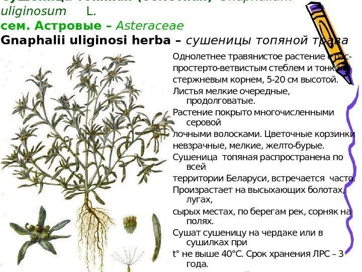 Сушеница топяная (болотная)– Gnaphalium uliginosum L. сем. Астровые – Asteraceae Gnaphalii uliginosi herba –