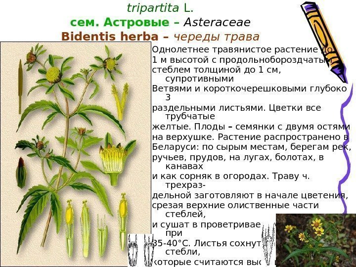 Череда трехраздельная – Bidens tripartita  L. сем. Астровые –  Asteraceae Bidentis herba