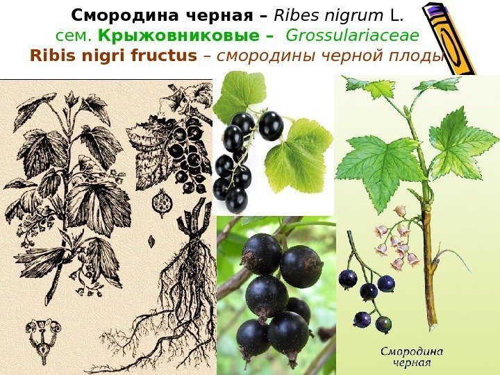 Смородина черная  – Ribes nigrum L. сем.  Крыжовниковые –  Grossulariaceae Ribis